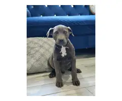 10 weeks old Gray and Brindle Cane Corso Puppies - 6