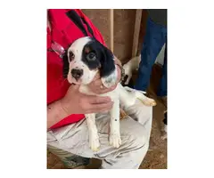 5 English Setter Puppies Available