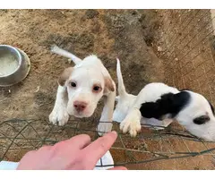 5 English Setter Puppies Available - 3
