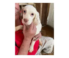 5 English Setter Puppies Available - 4