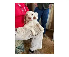 5 English Setter Puppies Available - 5