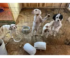 5 English Setter Puppies Available - 6