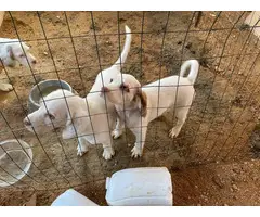 5 English Setter Puppies Available - 8