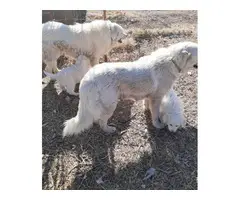 2 male and 4 female Great Pyrenees Puppies - 7