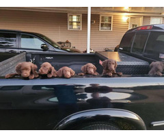 3 Boykin Lab Mix Puppies in Albany, Georgia - Puppies for ...