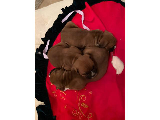 Purebred boxer puppies for sale in Phoenix, Arizona ...