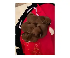 Purebred boxer puppies for sale - 4