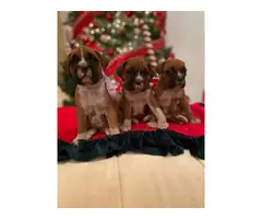Purebred boxer puppies for sale - 5