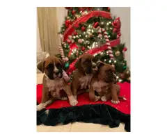 Purebred boxer puppies for sale - 6