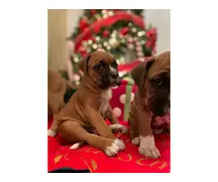 Purebred boxer puppies for sale - 7