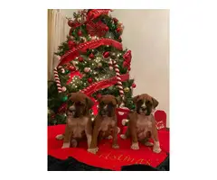 Purebred boxer puppies for sale - 9