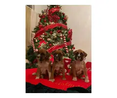 Purebred boxer puppies for sale - 10