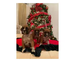 Purebred boxer puppies for sale - 11