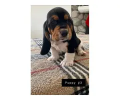AKC basset hound male puppies for sale