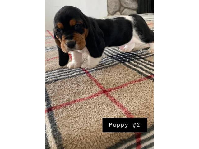 AKC basset hound male puppies for sale in Las Vegas ...