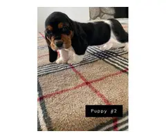 AKC basset hound male puppies for sale - 2