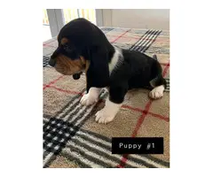 AKC basset hound male puppies for sale - 4