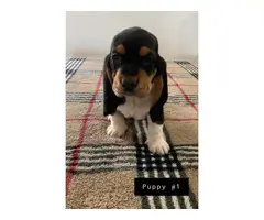 AKC basset hound male puppies for sale - 5