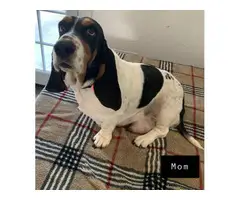 AKC basset hound male puppies for sale - 7