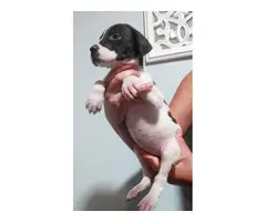 Great dane puppies looking for homes - 2