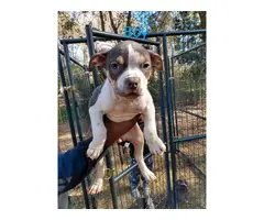 American Bully puppies for adoption - 2