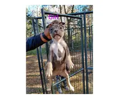 American Bully puppies for adoption - 3