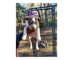 American Bully puppies for adoption - 4