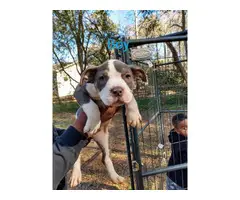 American Bully puppies for adoption - 6