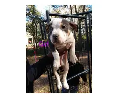 American Bully puppies for adoption - 7