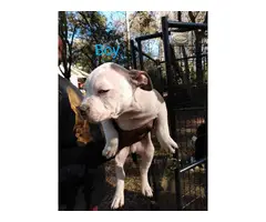 American Bully puppies for adoption - 8