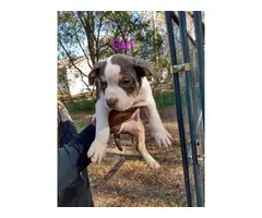 American Bully puppies for adoption - 10