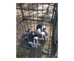American Bully puppies for adoption - 11