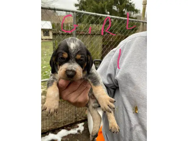 Bluetick Coonhound Puppies Need Forever Home - 1/8