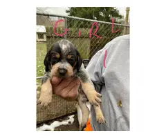 Bluetick Coonhound Puppies Need Forever Home