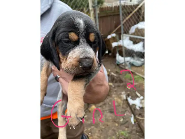 Bluetick Coonhound Puppies Need Forever Home - 2/8