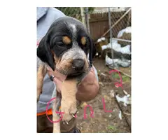 Bluetick Coonhound Puppies Need Forever Home - 2