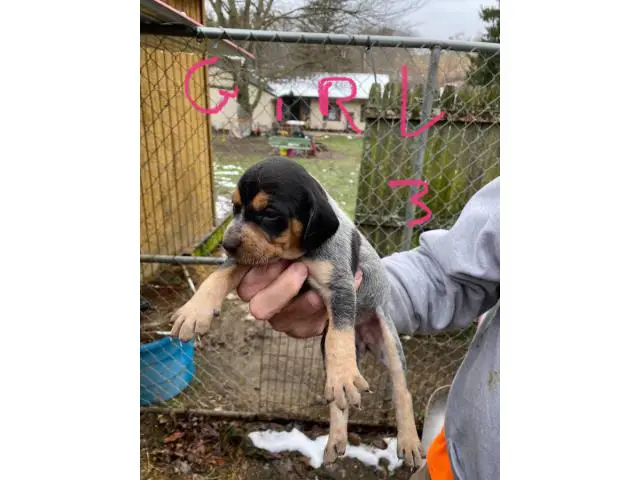 Bluetick Coonhound Puppies Need Forever Home - 3/8