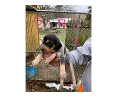 Bluetick Coonhound Puppies Need Forever Home - 3