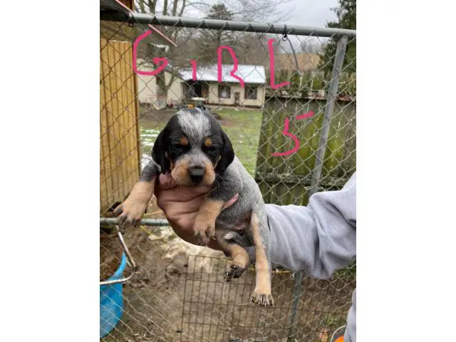 Bluetick Coonhound Puppies Need Forever Home - 4/8