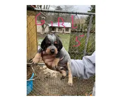 Bluetick Coonhound Puppies Need Forever Home - 4