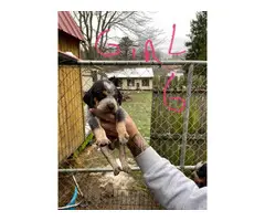 Bluetick Coonhound Puppies Need Forever Home - 5