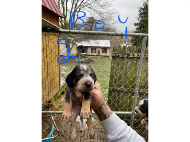 Bluetick Coonhound Puppies Need Forever Home - 6/8
