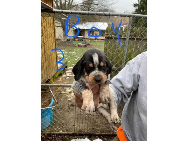 Bluetick Coonhound Puppies Need Forever Home - 7/8