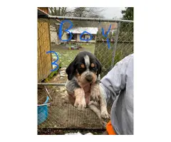 Bluetick Coonhound Puppies Need Forever Home - 7