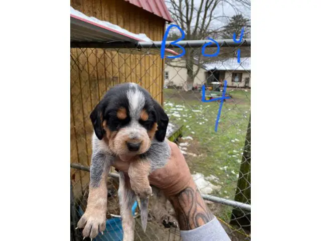 Bluetick Coonhound Puppies Need Forever Home - 8/8