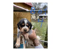 Bluetick Coonhound Puppies Need Forever Home - 8