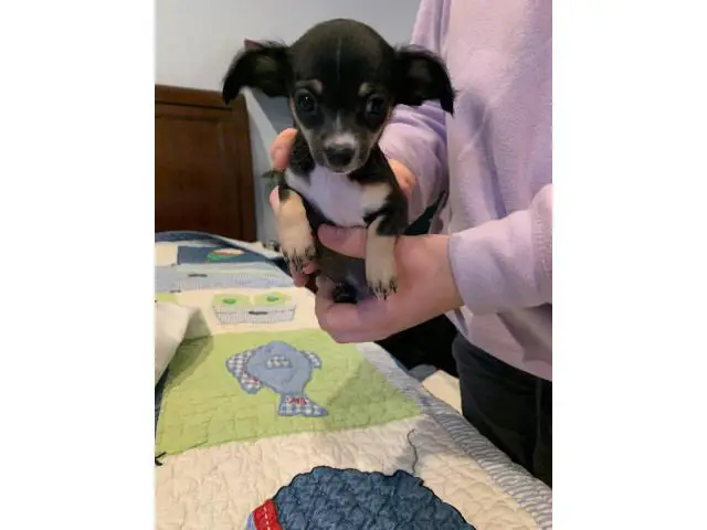 2 male 3 female Chihuahua puppies