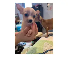 2 male 3 female Chihuahua puppies - 2