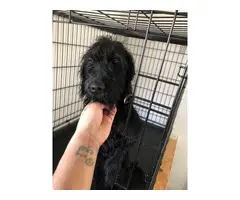 Female Labradoodle puppy rehoming now