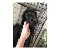 Female Labradoodle puppy rehoming now - 2